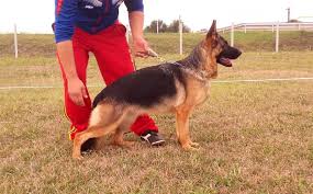 public/dog_images/885/1763728598.Ussy vom Haus Milesevac.jpg